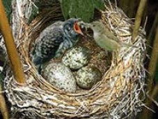 Lavish Bird Nest House